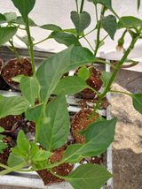 팜모닝 고추·병해충상담 게시글 이미지