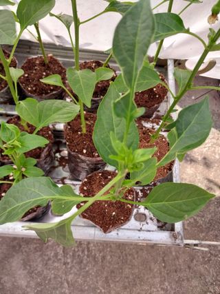 쏘쏘함님의 고추 · 병해충상담 작성글 사진