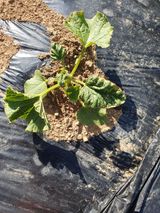 팜모닝 기타작물·병해충상담 게시글 이미지