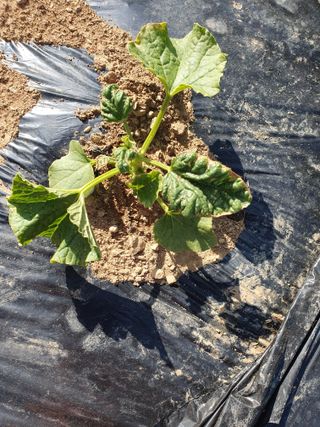 평강님의 기타작물 · 병해충상담 작성글 사진