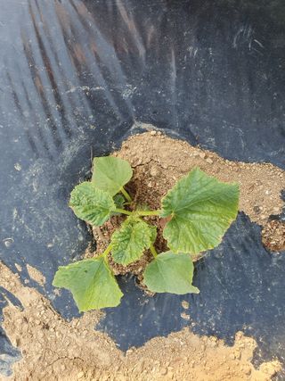 평강님의 기타작물 · 병해충상담 작성글 사진