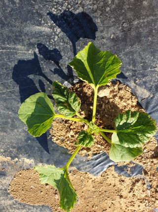 평강님의 기타작물 · 병해충상담 작성글 사진