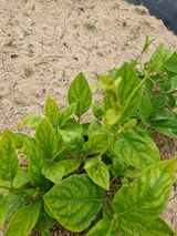 팜모닝 기타작물·병해충상담 게시글 이미지