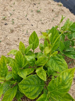 김영준님의 기타작물 · 병해충상담 작성글 사진