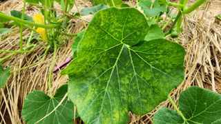 하은농장 님의 호박 · 병해충상담 작성글 사진