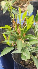 팜모닝 귤·병해충상담 게시글 이미지