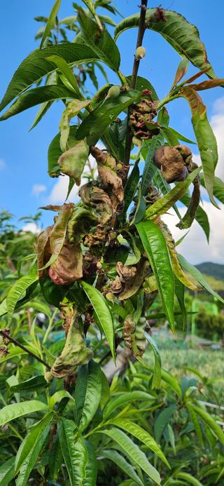 웅천봄이농원님의 복숭아 · 병해충상담 작성글 사진