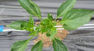 이상협님의 고추 · 병해충상담 작성글 사진