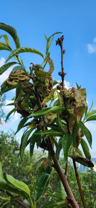 웅천봄이농원님의 복숭아 · 병해충상담 작성글 사진