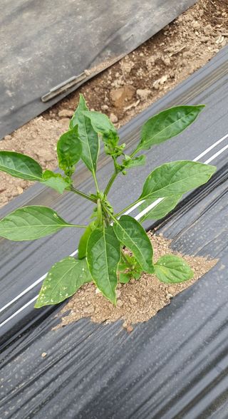 이상협님의 고추 · 병해충상담 작성글 사진