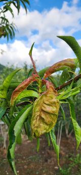 팜모닝 복숭아·병해충상담 게시글 이미지