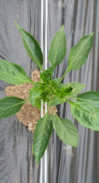 이상협님의 고추 · 병해충상담 작성글 사진