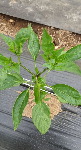 이상협님의 고추 · 병해충상담 작성글 사진