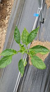 팜모닝 고추·병해충상담 게시글 이미지