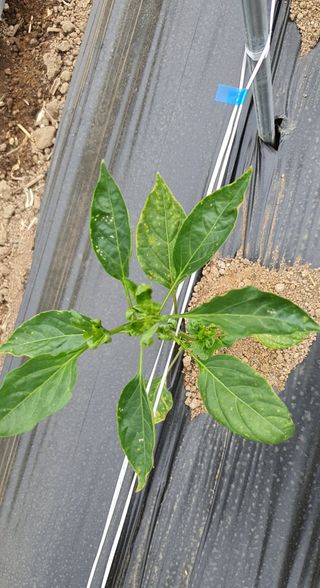 이상협님의 고추 · 병해충상담 작성글 사진