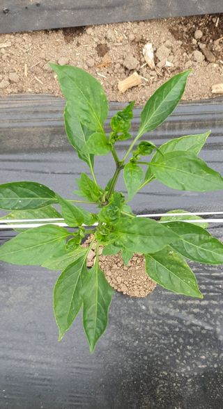 이상협님의 고추 · 병해충상담 작성글 사진