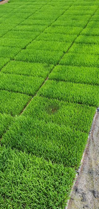 이상협님의 벼 · 병해충상담 작성글 사진