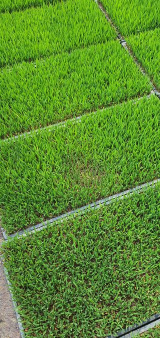 이상협님의 벼 · 병해충상담 작성글 사진