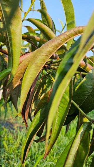 김병표님의 복숭아 · 병해충상담 작성글 사진