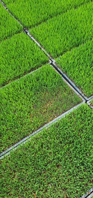 이상협님의 벼 · 병해충상담 작성글 사진