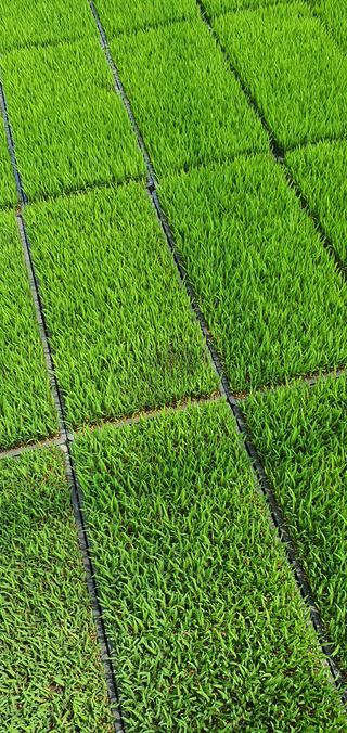 이상협님의 벼 · 병해충상담 작성글 사진