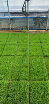 팜모닝 벼·병해충상담 게시글 이미지