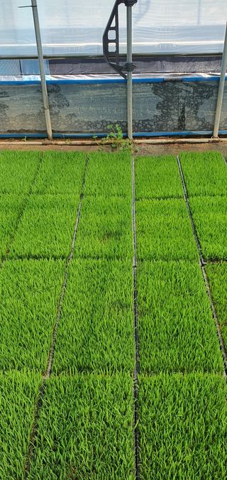 이상협님의 벼 · 병해충상담 작성글 사진