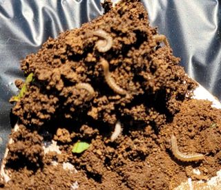 호박3915님의 고구마 · 병해충상담 작성글 사진