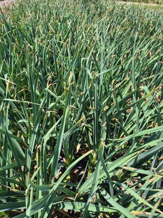 이용우님의 마늘 · 병해충상담 작성글 사진