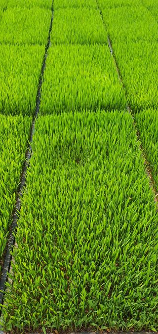 이상협님의 벼 · 병해충상담 작성글 사진