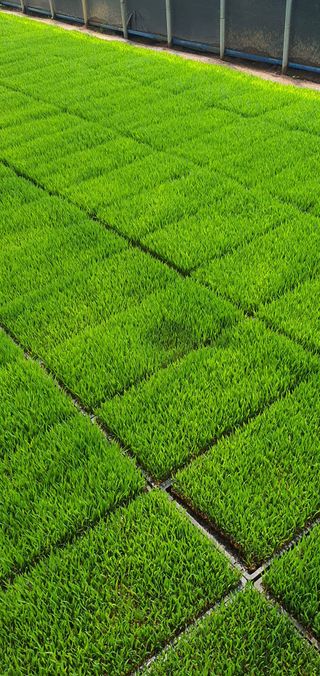 이상협님의 벼 · 병해충상담 작성글 사진