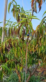 팜모닝 복숭아·병해충상담 게시글 이미지