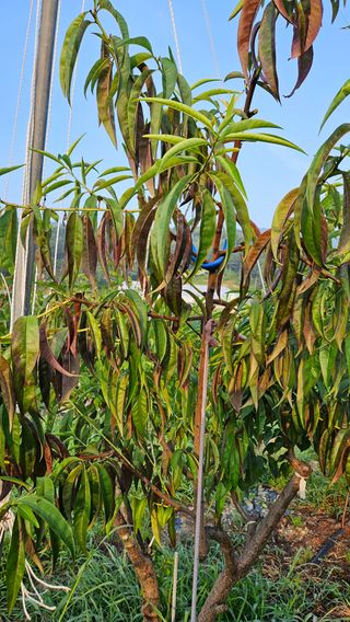 김병표님의 복숭아 · 병해충상담 작성글 사진