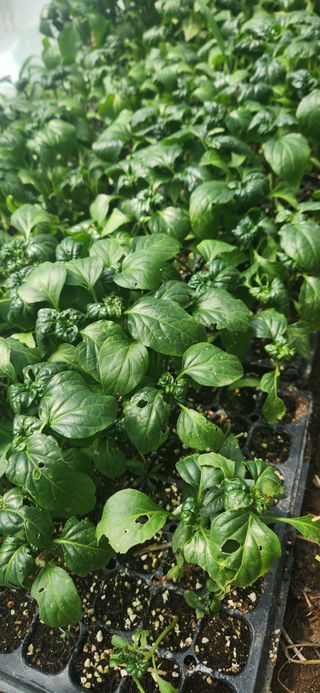 조태현님의 고추 · 병해충상담 작성글 사진