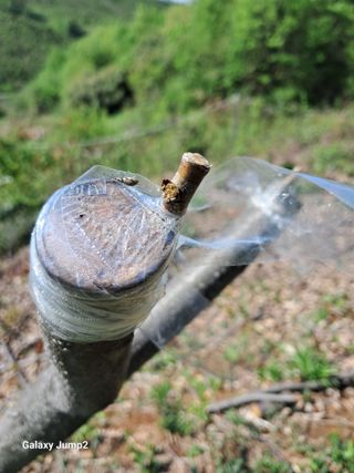 권오정님의 기타작물 · 병해충상담 작성글 사진