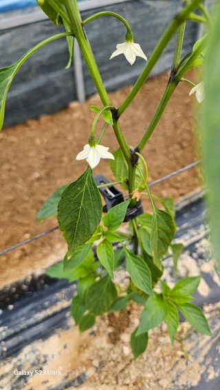 최재원님의 고추 · 병해충상담 작성글 사진