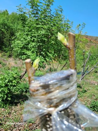 권오정님의 기타작물 · 병해충상담 작성글 사진