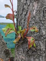 팜모닝 배·병해충상담 게시글 이미지