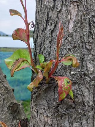 김재호님의 배 · 병해충상담 작성글 사진