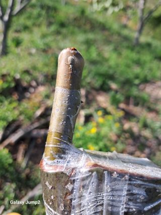 권오정님의 기타작물 · 병해충상담 작성글 사진