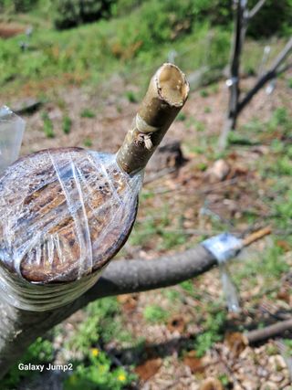 권오정님의 기타작물 · 병해충상담 작성글 사진