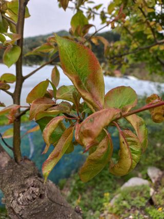 김재호님의 배 · 병해충상담 작성글 사진