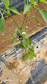 팜모닝 고추·병해충상담 게시글 이미지