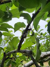 팜모닝 사과·병해충상담 게시글 이미지