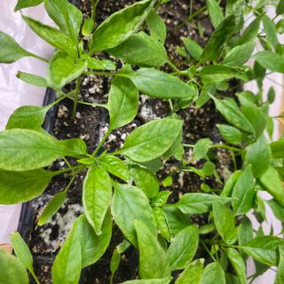 이즈님의 고추 · 병해충상담 작성글 사진