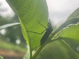 시동블루베리님의 복숭아 · 병해충상담 작성글 사진