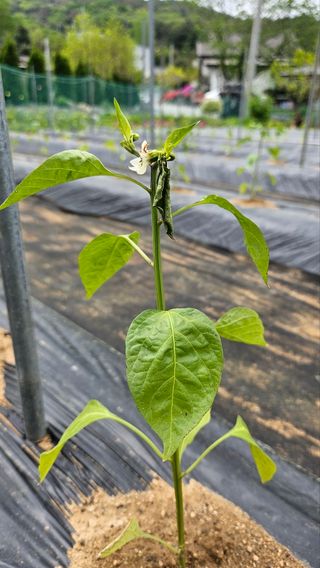 홍정옥님의 고추 · 병해충상담 작성글 사진