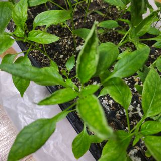 이즈님의 고추 · 병해충상담 작성글 사진