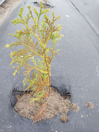 늘티님의 들깨 · 병해충상담 작성글 사진