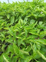 팜모닝 고추·병해충상담 게시글 이미지